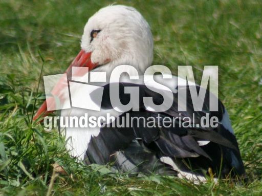 Weißstorch-7.jpg